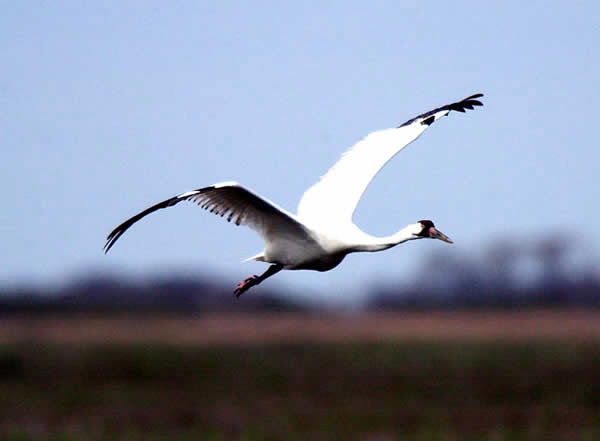 keystone pipeline could push endangered whooping crane into