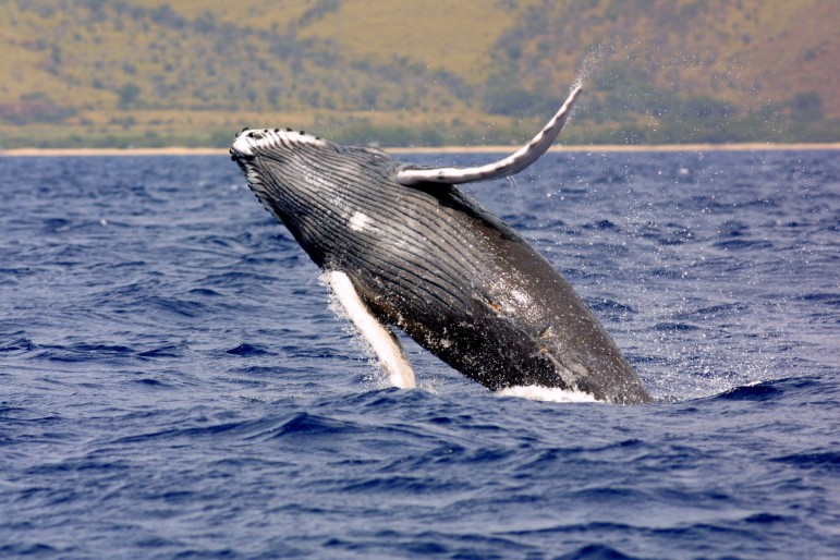 the humpback whale populations were decimated by whaling and