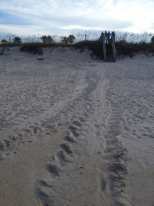 Tracks on the refuge mark a green sea turtle’s journey to shore and back to sea (credit Shannon Miller/Defenders of Wildlife)
