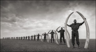 Rangers Holding Tusks of Killed Elephants 1.1-1