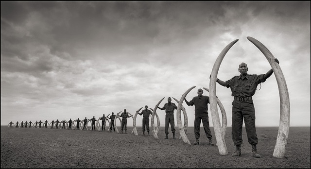 The Ivory Trade - Endangered Species Coalition
