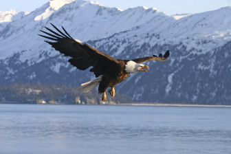 bald eagle cover photo credit USDA NRCS