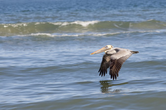 brown pelican image 3 photo credit Lisay