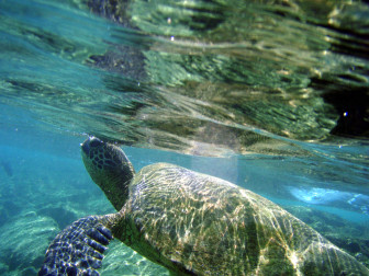 green sea turtle image 2 credit TheBrockenInaGlory