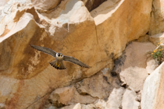 peregrine falcon photo credit Kevin Cole