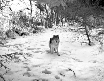 Wolves have been breeding and on the move in the Northwest for the past few years. This wolf, a member of the Minam Pack, one of seven known packs wandering in Oregon, was captured by remote camera on February 2, 2013. OREGON DEPARTMENT OF FISH AND WILDLIFE