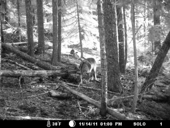A hunter captured this photo of the lone wolf called OR7 on public land in Jackson County, southern Oregon, in November 2011. Shortly after that, the wolf wandered into California. ALLEN DANIELS