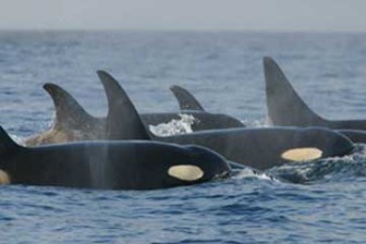 Southern Resident Killer Whales image credit NOAA