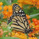 Monarch-on-butterfly-weed-R