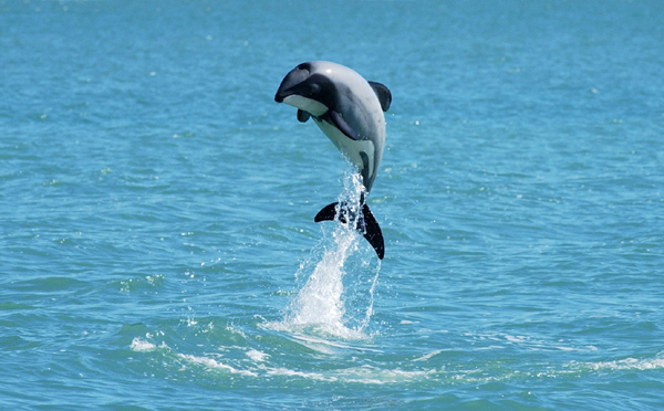 This iconic shot of a beautiful little leaping New Zealand dolphin is by marine scientist Will Rayment 