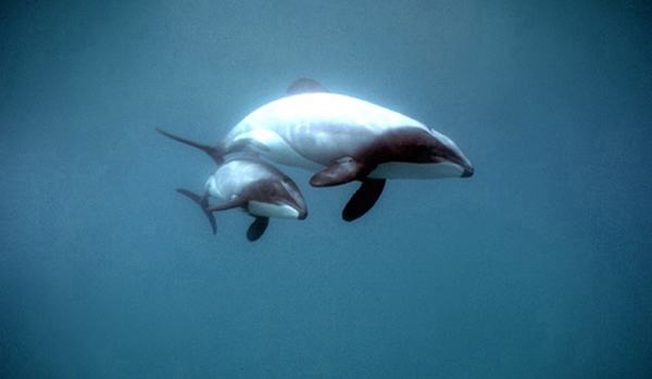 “The calf needs a couple of years with mum, to learn how to use its sophisticated echolocation system, find fish, avoid sharks, the social rules of dolphin society and other important survival skills. These are very sophisticated animals in terms of their biology, communication system and social organization. Like humans, much of this information is learned.” - Liz Sloten