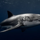 Great white shark credit Bob Talbot/NOAA