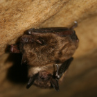 Little brown bat credit Ann Froschauer/USFWS