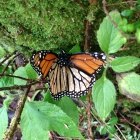 Monarch butterfly credit Derek Goldman/ESC
