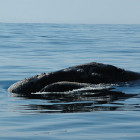 North Pacific right whale credit Brenda Rone/NOAA