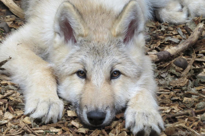 Wolf Conservation Center's Ambassador Wolf Nikai • “I think that there should be more candor when it comes to what goes on behind the scene when recovering species.” – Maggie Howell, Wolf Conservation Center 