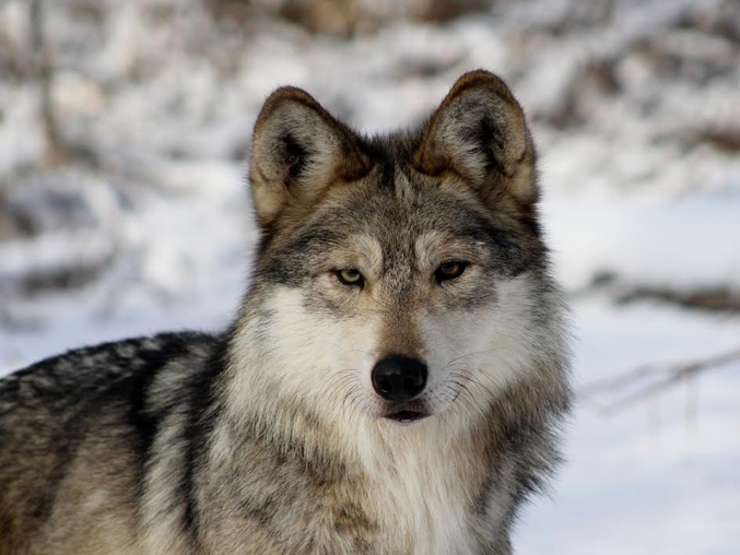 LoboWeek • The Wolf Conservation Center (@nywolforg) and a consortium of wolf-advocacy groups have declared March 23 through March 29 as #LoboWeek in an effort to get the word out.