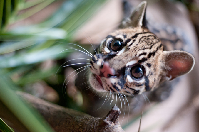 Someone killed this Ocelot (Leopardus pardalis) kitten's mother and kept the baby as a pet. 
