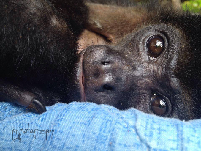 Helen the Howler Monkey after she healed from her heartbreaking electrocution.