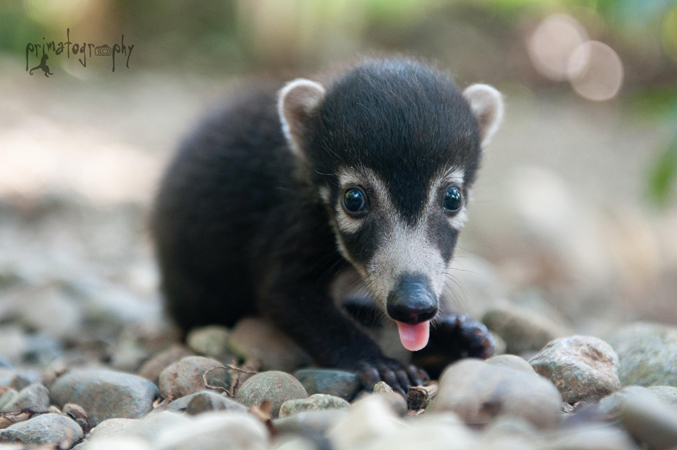 Baby Katniss is a Coati (Nasua narica), which is a member of the raccoon family. But unlike raccoons, which are mostly nocturnal, the coati is diurnal, which means most active during the daytime. 