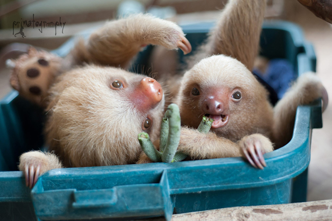 Sam raised Kermie, a two-toed (Choloepus hoffmanni) sloth, from orphaned newborn to “handsome young sloth” during a year she calls “one of the best of my life”. In this photo, Kermie and his friend Pelota enjoy guarumo fruit, a favorite food. Kermie has since been successfully released into the wild. Check out those cool toes! Kermie and his friend Pelota grace the cover of Sam's new photography book, Slothlove. Photo by Sam Trull.