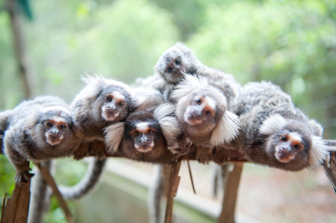 These marmosets are safe and healthy but they can not be set free. 