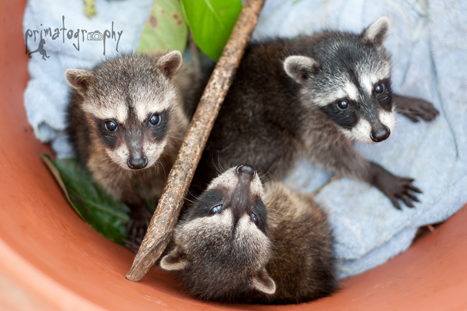 These darling baby Costa Rican Raccoons (Mapache) belong to the same feisty, clever species as the ones in North America—they just look a little different. They were between 1 and 2 months old when this photo was taken.