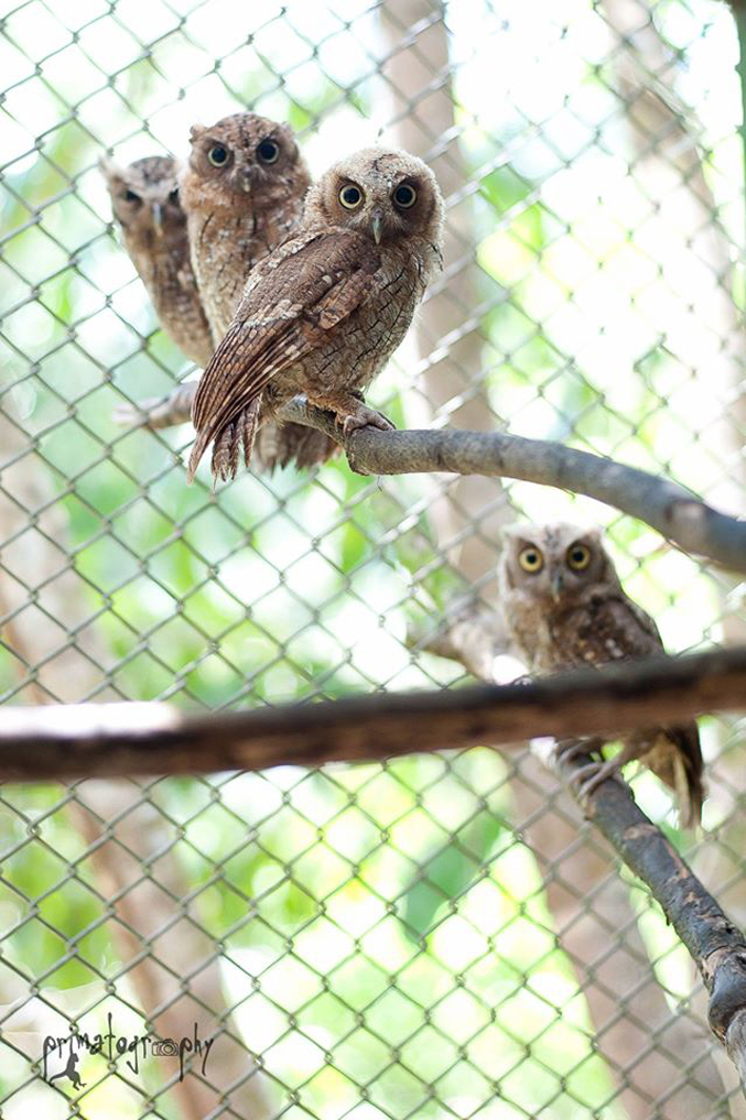 These four beautiful owls arrived at the rescue center as babies and were later released successfully into the wild.
