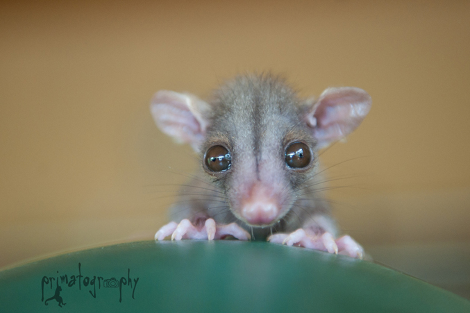 Tiny orphan baby Pesto the Woolly Opossum (Caluromys derbianus) got a happy ending. The name of their genus, Caluromys, means “Beautiful Mouse” in Greek. 