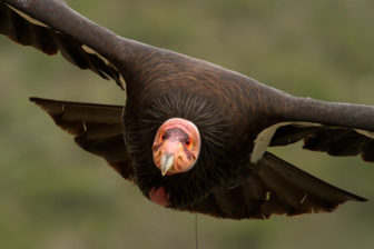 California Condor Credit USFWS