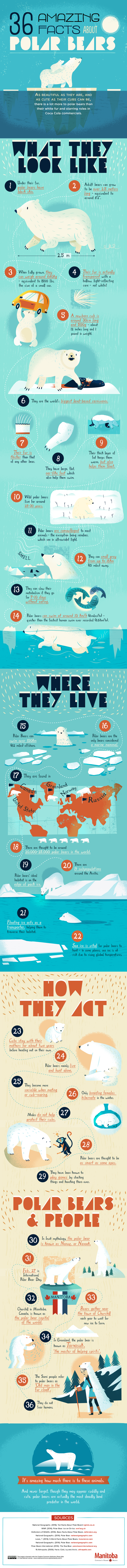 36 facts about polar bears
