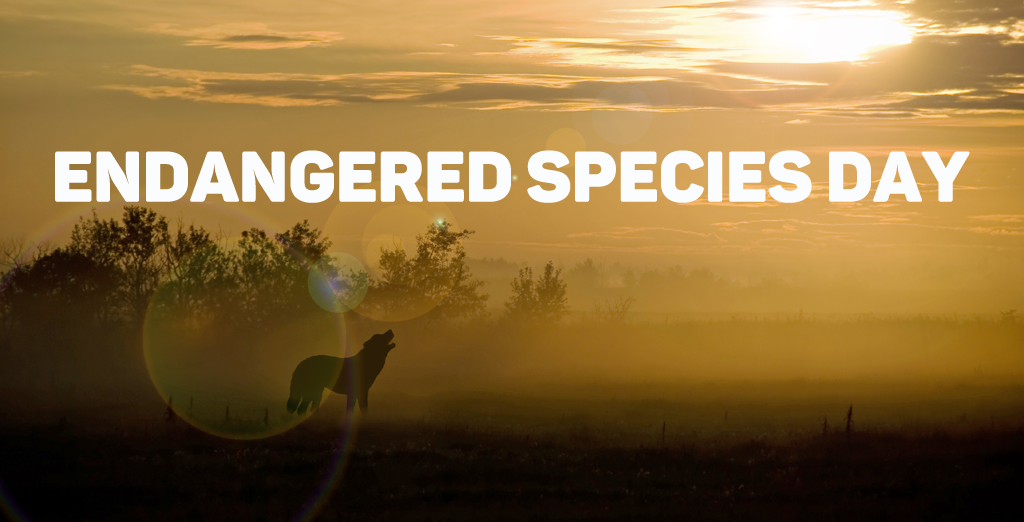 U.S. Celebrating Endangered Species Day on Friday Endangered Species