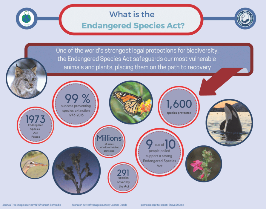 What Does The Endangered Species Act Do