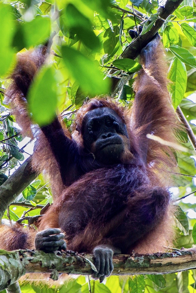Orangutan in tree looking down