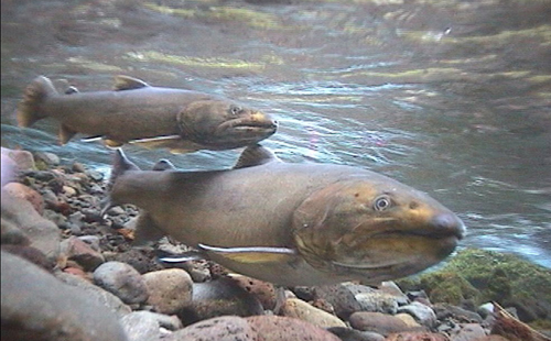 Bull Trout - Endangered Species Coalition