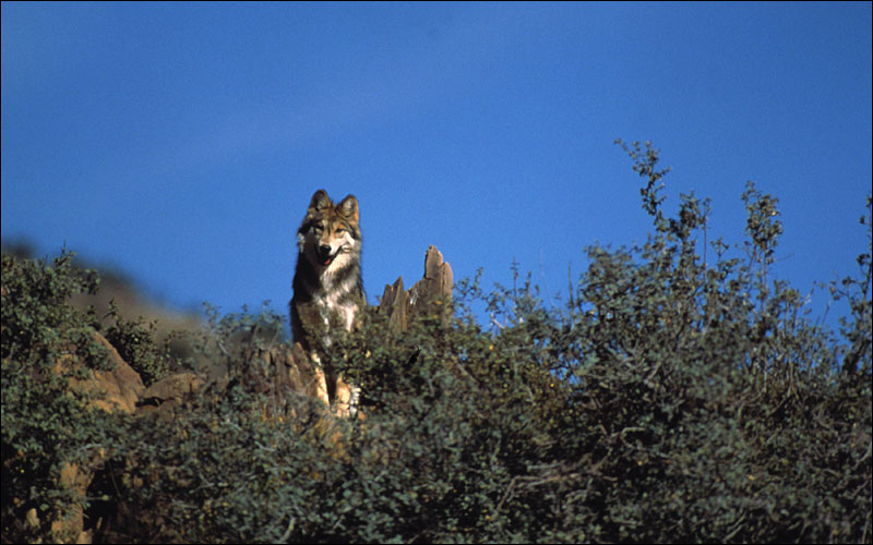 gray wolves habitat facts