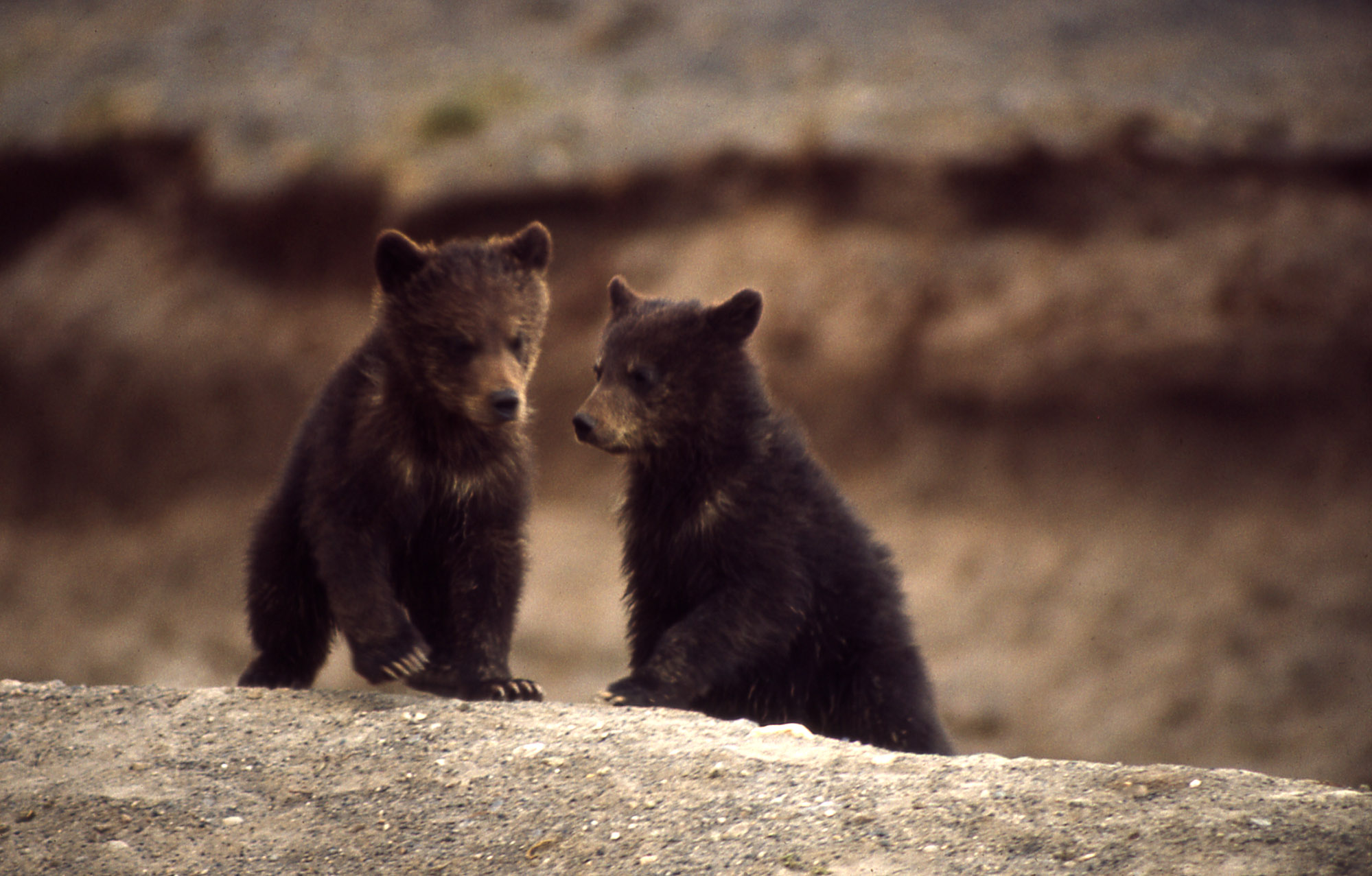 Yellowstone Grizzly Bears An Update from the Field Endangered