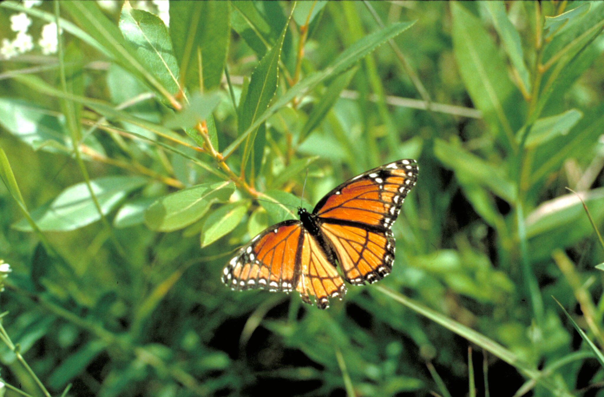 Native Milkweed For Monarch Conservation - Endangered Species Coalition