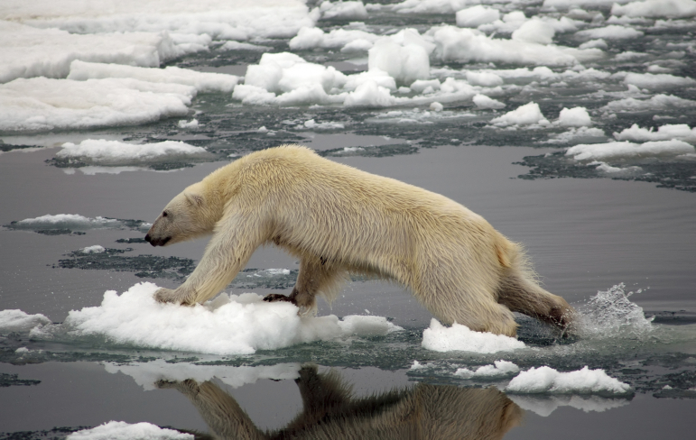 polar bear endangered facts for kids