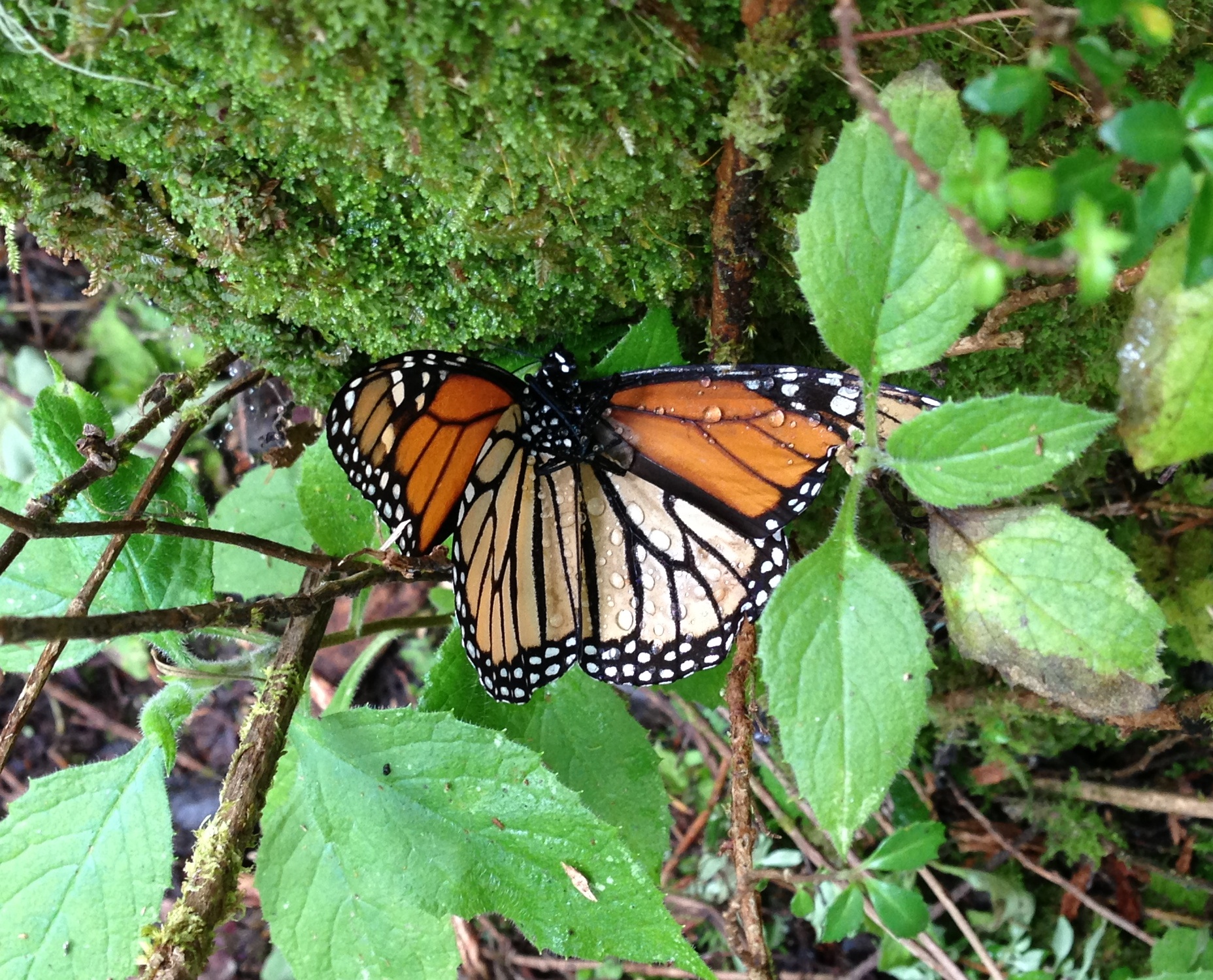 Getting Protection For Monarchs Under The Endangered Species Act ...