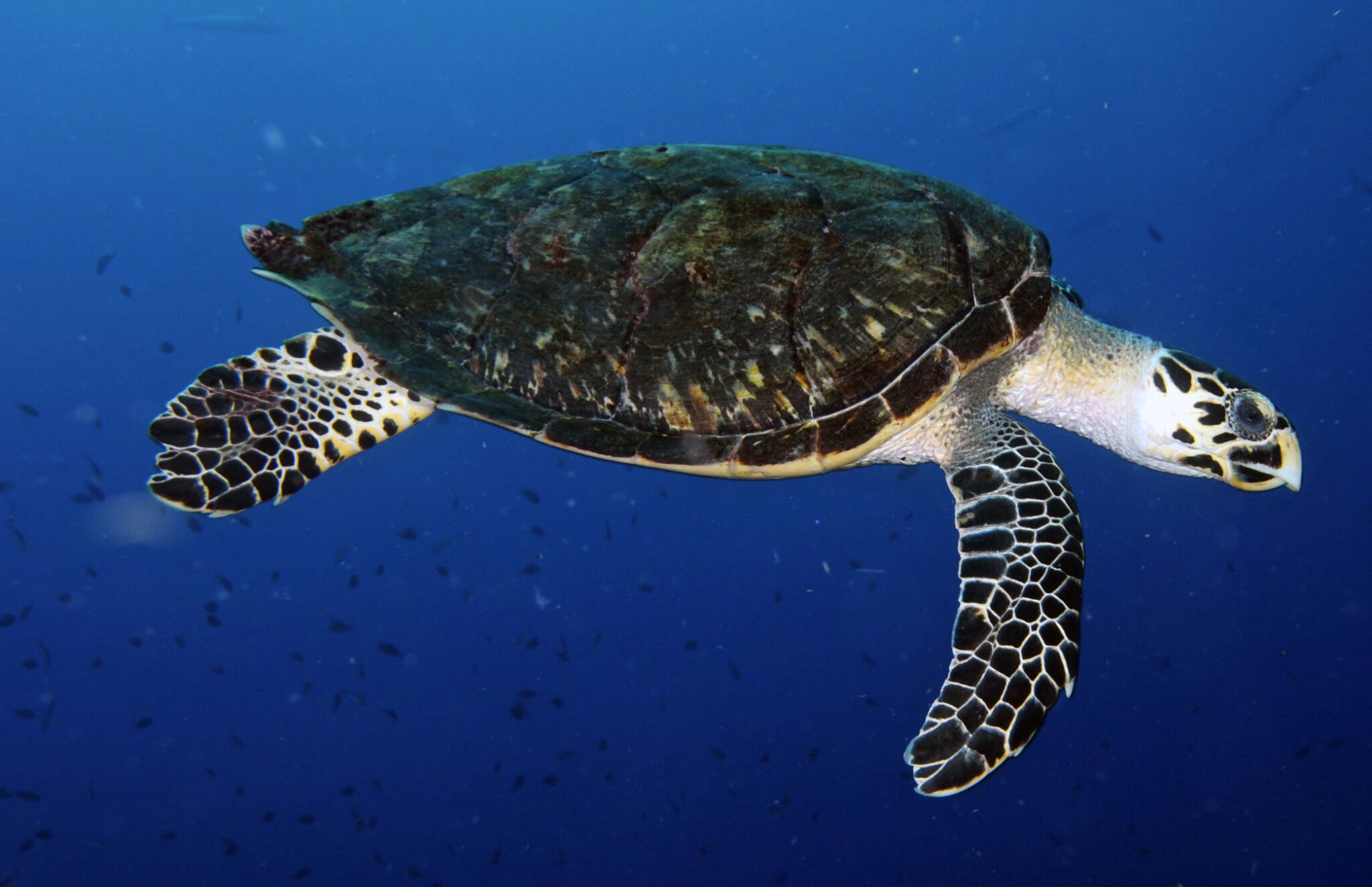 hawksbill-sea-turtle-scientific-name-hawksbill-sea-turtle