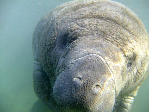 What Will Happen To The Manatee Now That It’s No Longer Considered ...