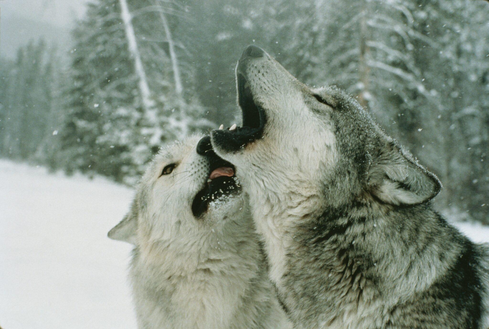 The Wisdom of Wolves - Endangered Species Coalition