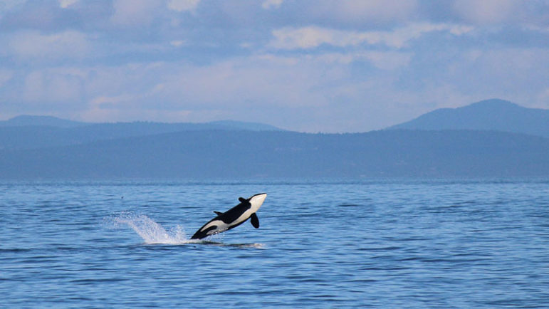 Southern Resident Orcas - Endangered Species Coalition