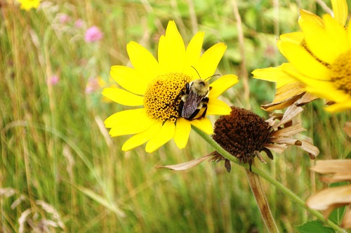 California Seeks Volunteers To Track Imperiled Bumble Bees - Endangered ...