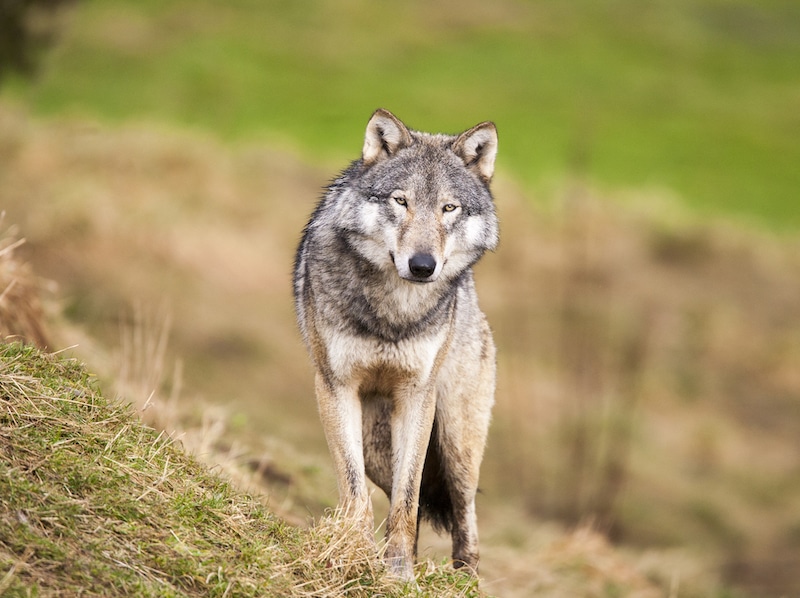 Gray Wolf Stripped of Federal Protections - Endangered Species Coalition