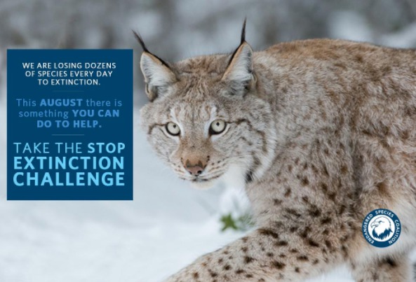 Canada Lynx - Endangered Species Coalition