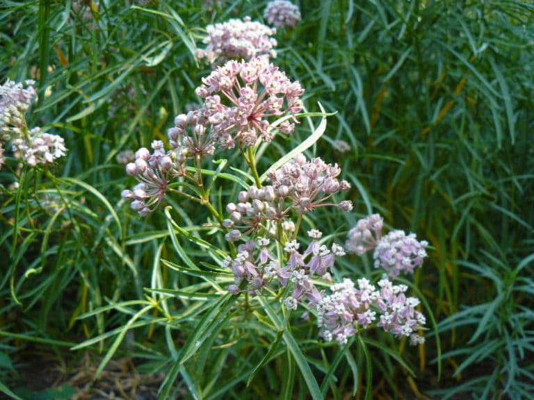 Native Milkweed For Monarch Conservation - Endangered Species Coalition