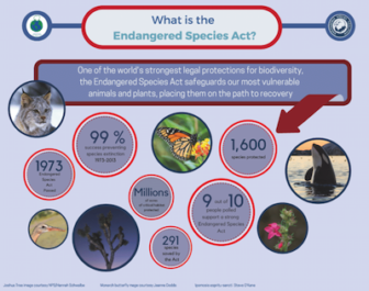 Infographic describing what the purpose and results of the Endangered Species Act are