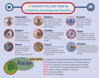 Infographic detailing 10 actions that you can take to conserve endangered species